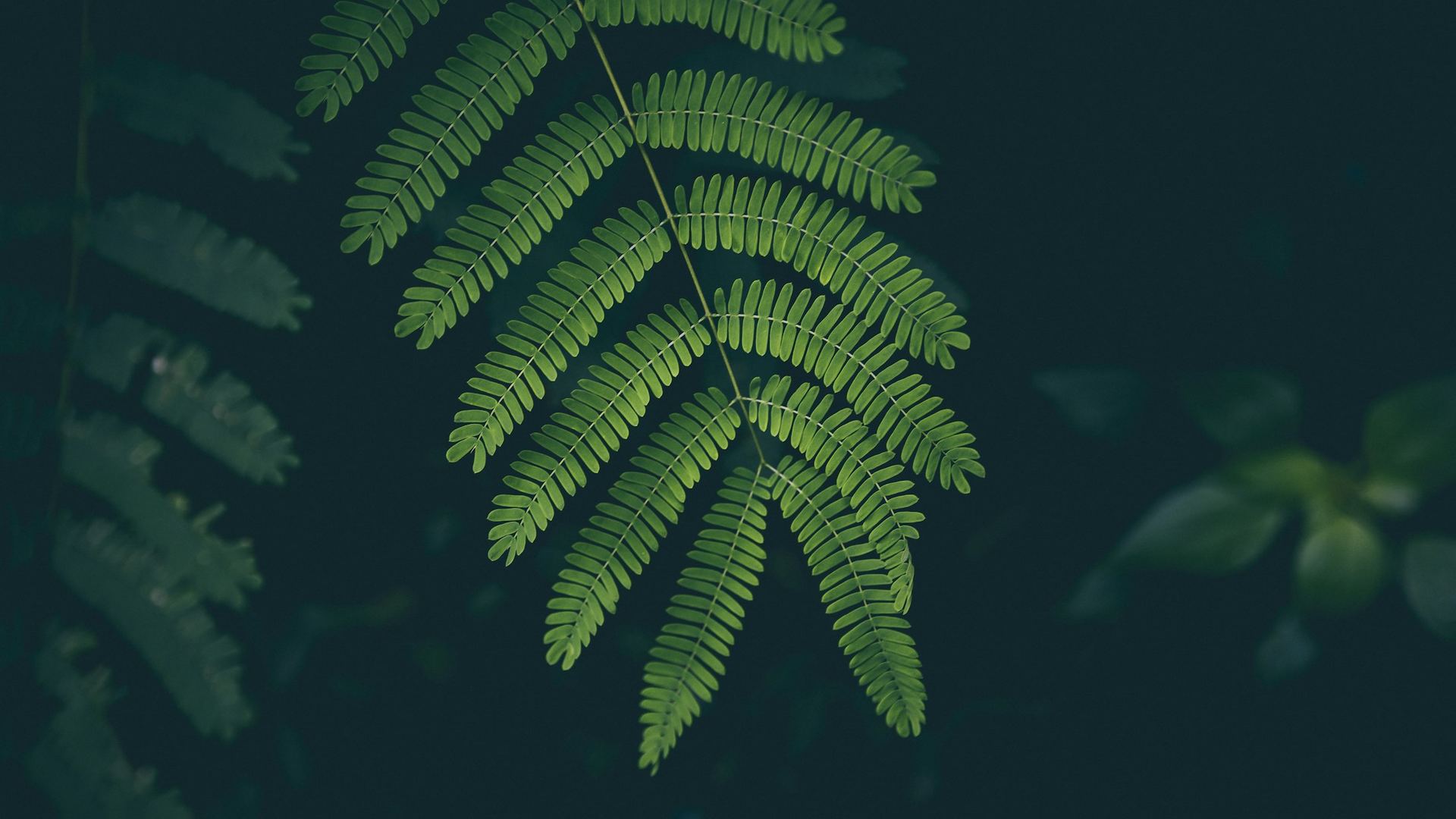 Farn im Wald, von der Sonne beschienen